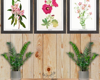Pink Floral Print Set of 3 - Botanical Wall Art - Pink Flower Posters - Country Kitchen Wall Decor - Living Room Wall Art - Gardener Gift