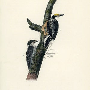 Audubon Gebänderter Dreizehenspecht Teller 269 - Birds Of America Royal Octavo AUTHENTIC ORIGINAL Erstausgabe Antiker Druck