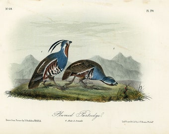 Audubon Plumed Partridge Plate 291 - Birds Of America Royal Octavo AUTHENTIC ORIGINAL First Edition Antique Print