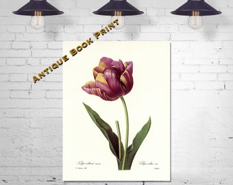 Cultivated Tulip Botanical Print - Pink Flower Wall Art - Floral Wall Decor - Decorative Redoute Flower Art - Botanical Wall Hanging