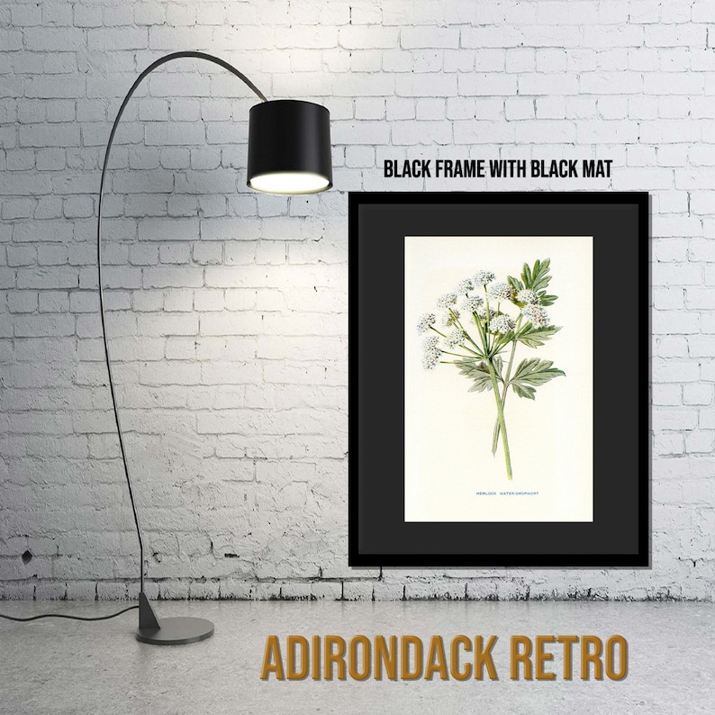 Hemlock Water Dropwort Antique Flower Print Hulme Botany Print White Flowe Country Decor Floral Wall Art Original Botanical Litho