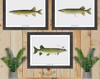 Pike Pickerel Muskie Print Set of 3 - Fisherman Gift - Angler Gift - Pike Posters - Rustic Fishing Wall Art - Vintage Ice Fishing Decor