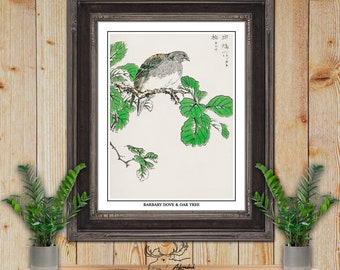 Barbary Dove and Oak Tree by Numata Kashu Giclee Fine Art Bird Print - Japanese Bird Art - Bird Lover Gift - Birder Gift - Botanical Art