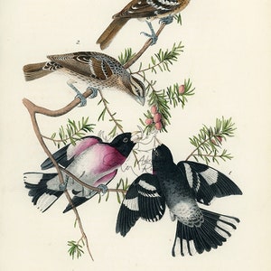 Audubon Song-Kernbeißer mit Rosenbrust Teller 205 - Birds Of America Royal Octavo AUTHENTIC ORIGINAL Erstausgabe Antiker Druck