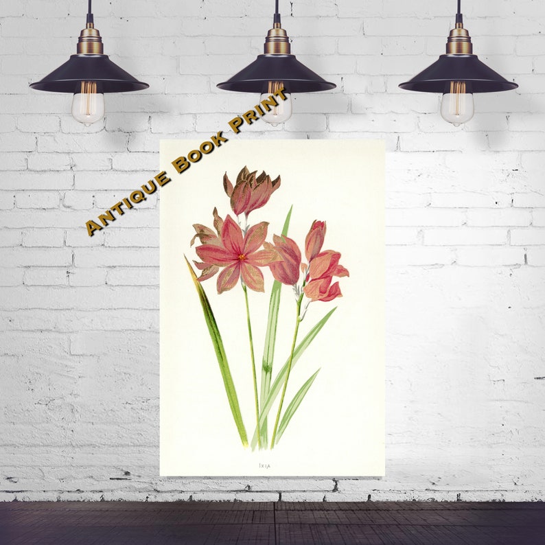 Pink Flower Art Print Floral Wall Art Pink Ixia Antique Flower Print Country Decor Hulme Botany Print Original Botanical Litho
