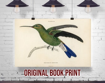 Buffon's Hummingbird Original 1833 Hand Colored Engraving - Jardine Naturalist's Library Print - Hummingbird Decor - Ornithology Art