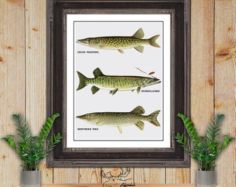 Pike Fish Collage Art Print - Rustic Fishing Poster - Northern Pike Fisherman Gift - Muskie Angler Gift - Rustic Fishing Decor - Pickerel