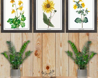 Yellow Botanical Print Set of 3 - Yellow Floral Wall Art - Yellow Flower Prints - Kitchen Wall Decor - Florist Gift - Gardener Gift