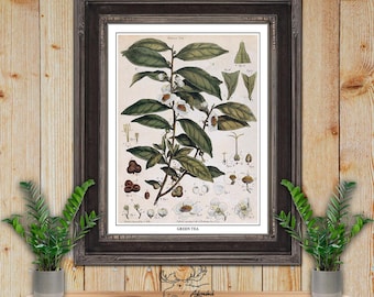 Green Tea Print - Tea Plant Illustration - Kitchen Wall Art - Tea House Wall Decor - Tea Lover Gift - Tea Room Wall Decor - Afternoon Tea