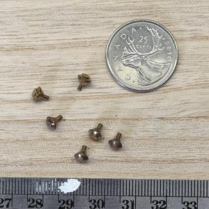 May include: Five small, metallic, dome-shaped studs or rivets are arranged near a Canadian 25-cent coin. A metal ruler is positioned below the items, showing the scale in centimeters and inches for size reference of these tiny hardware components.