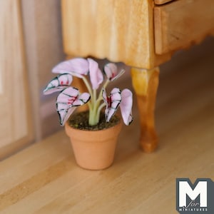 May include: A miniature pink and green potted plant with a brown terracotta pot. The plant is sitting on a wooden surface.