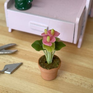 May include: A miniature pink and green potted plant with a terracotta pot. The plant has several pink flowers and green leaves.