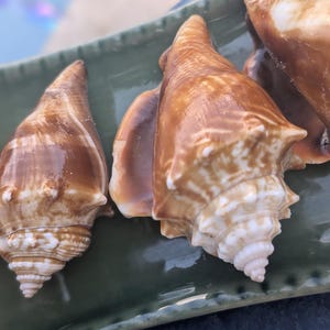 Responsibly Sourced Florida Fighting Conch Shells
