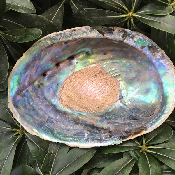 Abalone Shell, New Zealand Abalone, Smudge Bowl, Holds Smudge Kits, Beautiful Abalone Shell, Altar Supplies, 4-7” Shell, Incense Burner