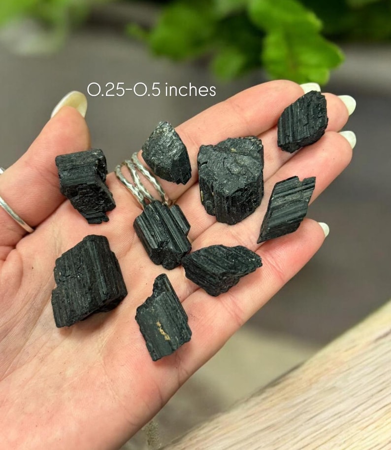 May include: A collection of ten black tourmaline crystals, ranging in size from 0.25 to 0.5 inches. The crystals are rough and have a natural, unpolished appearance.