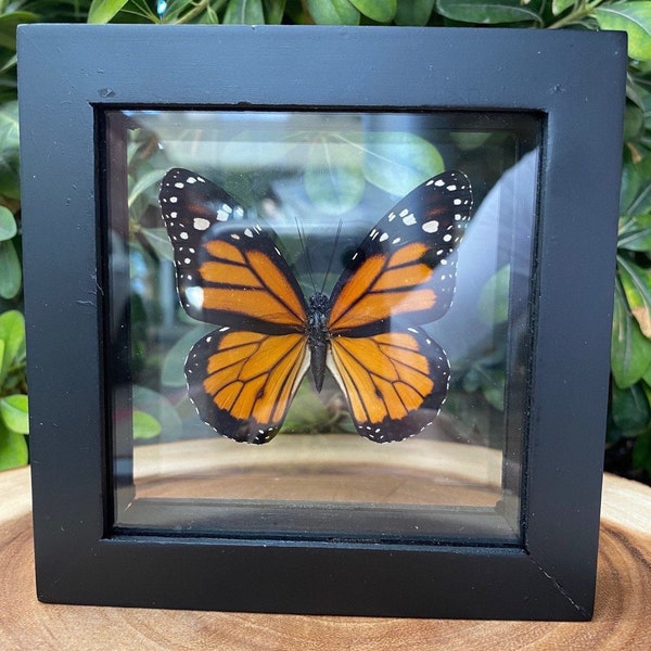Mariposa monarca única en marco, mariposa preservada, taxidermia de origen ético, Danaus Plexippus, algodoncillo, tigre común, Nymphalidae