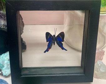 Rhetus Periander Butterfly Frame, 3D Floating Frame, Preserved Butterfly, Ethically Sourced Taxidermy, Milkweed, Oddity, Black & Blue Framed