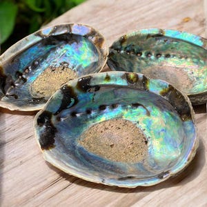 Abalone Shell, New Zealand Abalone, Smudge Bowl, Holds Smudge Kits, Beautiful Abalone Shell, Altar Supplies, 4-7” Shell, Incense Burner