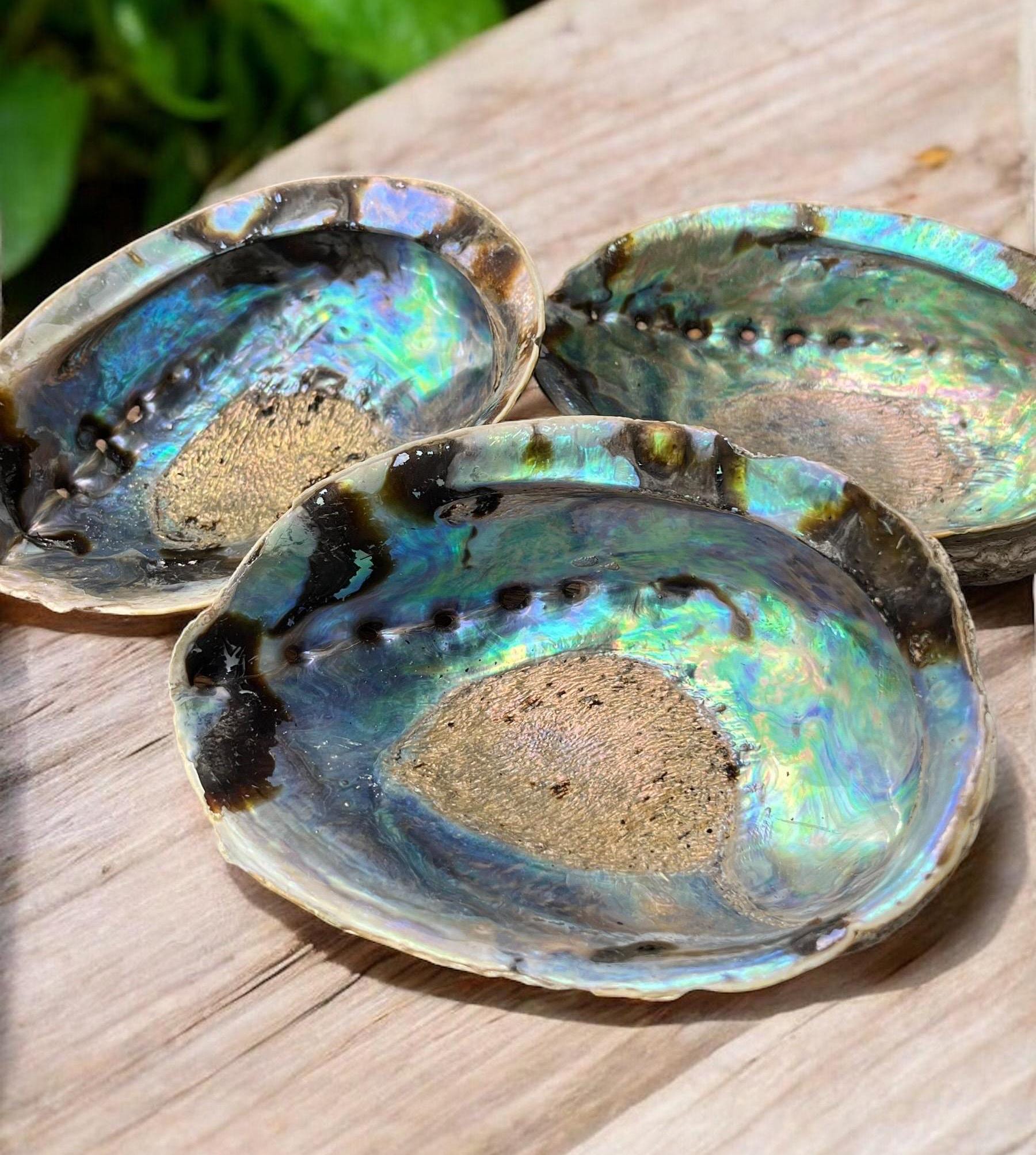 Large Abalone Shell and Stand - Etsy