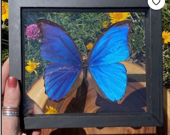 Morpho Didius Butterfly in Frame, 3D Floating Frame, Preserved Butterfly, Ethically Source Taxidermy, Morpho Frame, Blue Butterfly, Oddities