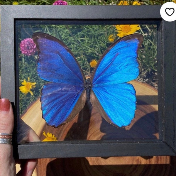Mariposa Morpho Didius en marco, marco flotante 3D, mariposa preservada, taxidermia de origen ético, marco Morpho, mariposa azul, rarezas