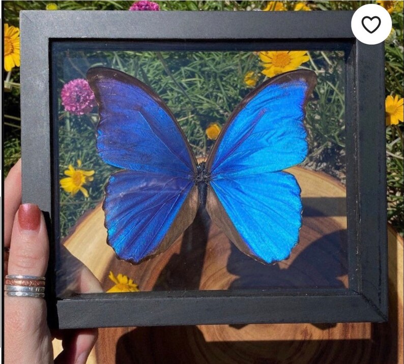 Morpho Didius Butterfly in Frame, 3D Floating Frame, Preserved Butterfly, Ethically Source Taxidermy, Morpho Frame, Blue Butterfly, Oddities