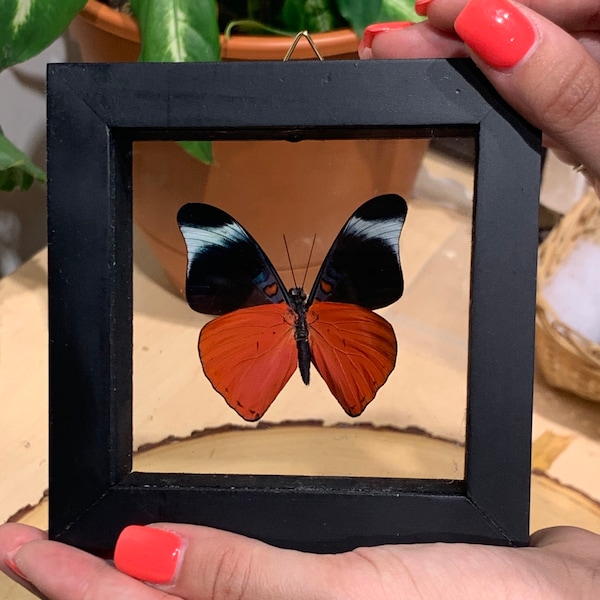 Panacea Prola Butterfly in Frame, 3D Floating Frame, Preserved Butterfly, Ethically Sourced, Taxidermy Butterfly, Red Butterfly