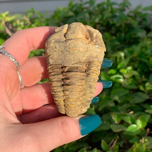 One Trilobite Fossil, Real Trilobite Fossil, Ancient Fossil, Collector Fossil, Kids Fossil, Geology, Growth, Earth Stone, Paleontology