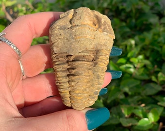 One Trilobite Fossil, Real Trilobite Fossil, Ancient Fossil, Collector Fossil, Kids Fossil, Geology, Growth, Earth Stone, Paleontology