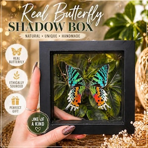 May include: A framed shadow box featuring a real butterfly with vibrant green, blue, orange, and white wings. The black frame surrounds the butterfly against a backdrop of green leaves. Text on the image reads "Real Butterfly Shadow Box."