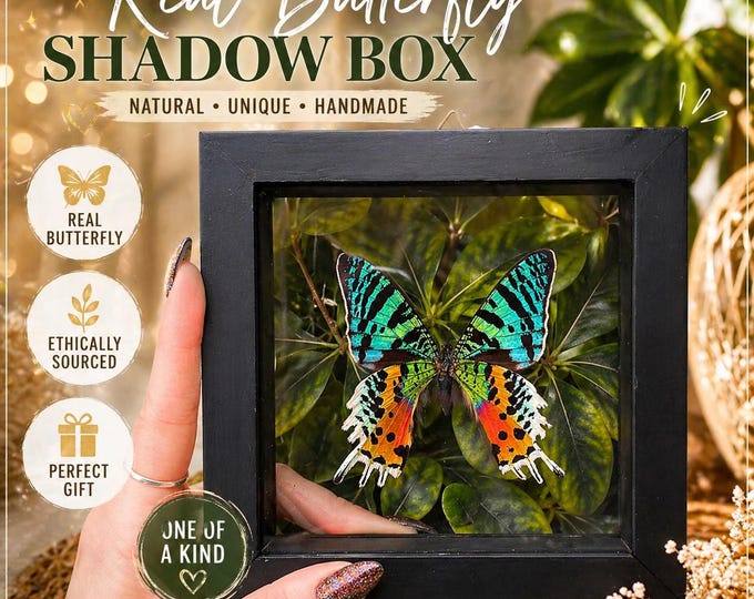 Butterfly/Oddity/Fossils