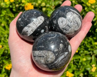 May include: Three black and white polished spheres of fossilized ammonite. The spheres are smooth and have a high gloss finish.