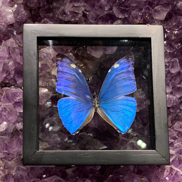 Single Morpho Marcus Adonis Butterfly in Frame, Preserved Butterfly, Ethically Sourced, Peru Butterfly, Blue Butterfly, Framed Morpho, Peru
