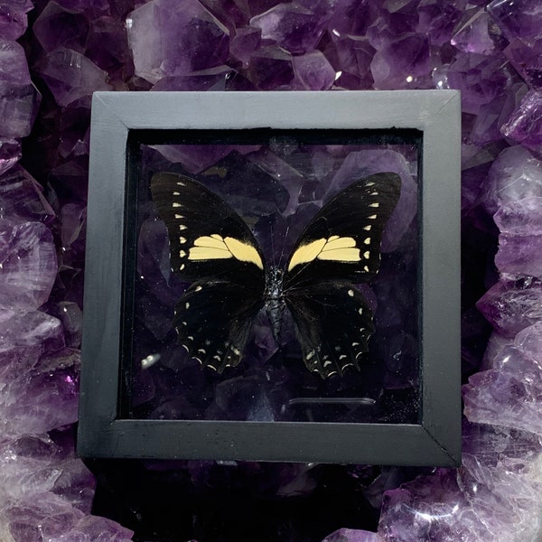 Single Pterourus Menatius Butterfly in Frame, 3D Floating Frame, Preserved Butterfly, Ethically Sourced Taxidermy, Yellow Butterfly, Oddity