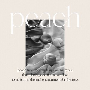 Op de afbeelding: Drie perziken op een witte stoffen achtergrond. De perziken zijn lichtbruin van kleur en hebben een pluche textuur. De tekst "peach" is geschreven in een wit lettertype met schreef boven de perziken.