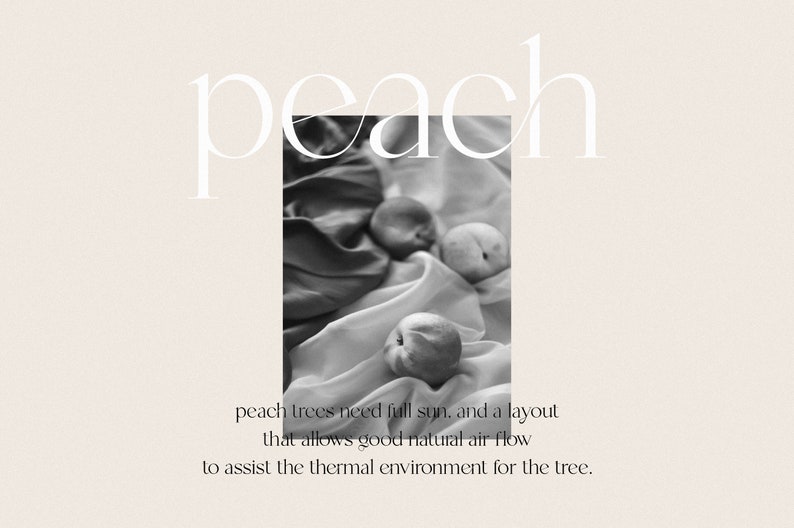 Op de afbeelding: Drie perziken op een witte stoffen achtergrond. De perziken zijn lichtbruin van kleur en hebben een pluche textuur. De tekst "peach" is geschreven in een wit lettertype met schreef boven de perziken.