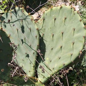 South Texas Prickly Pear Cactus (6) Pad Segments - Six Large Unrooted Cuttings for Planting & Propagation