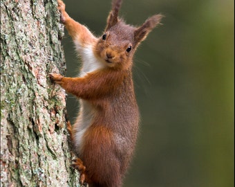 Red Squirrel - Wild Animal Photograph by Pro Photographer. Decorative detailed wildlife print of a cute British mammal climbing a tree.