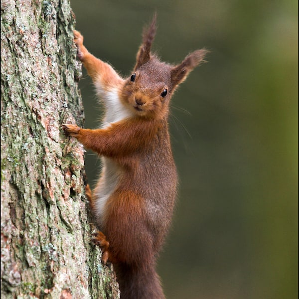 Red Squirrel - Wild Animal Photograph by Pro Photographer. Decorative detailed wildlife print of a cute British mammal climbing a tree.