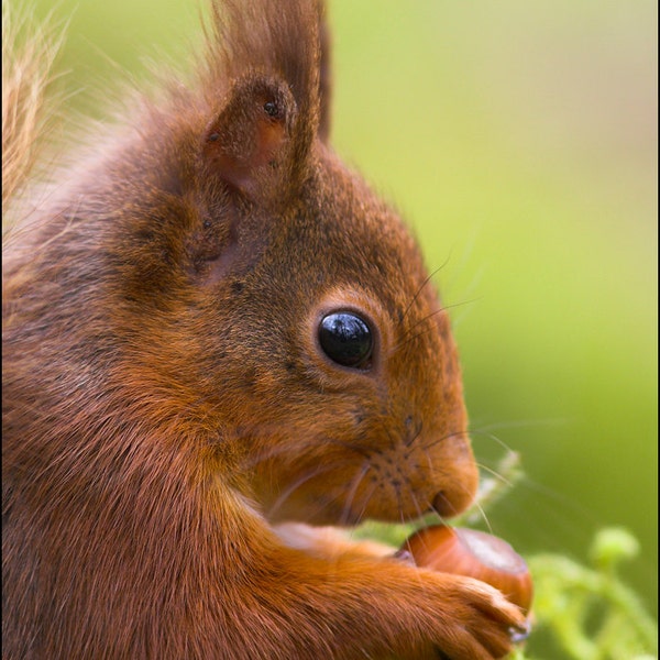 Red Squirrel - Fotografía de animales salvajes por Pro Photographer. Impresión detallada decorativa de vida silvestre de un lindo mamífero británico en el bosque.