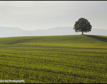 Solitree - Premium Landscape Photograph by Pro Photographer. Decorative Summer Wall Art Print. Professionally Printed. Lone Single Tree.