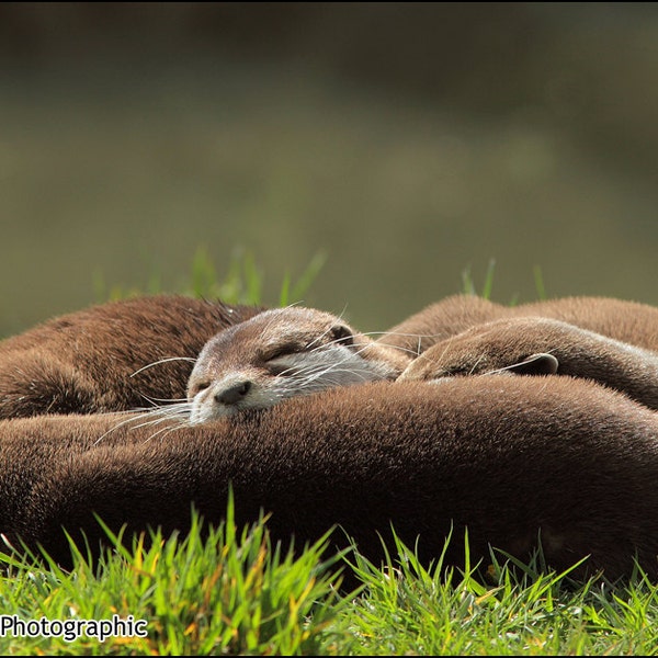 Sleepy Otters - Wild Animal Photograph by Pro Photographer. Decorative detailed wildlife print of three sleeping otters.