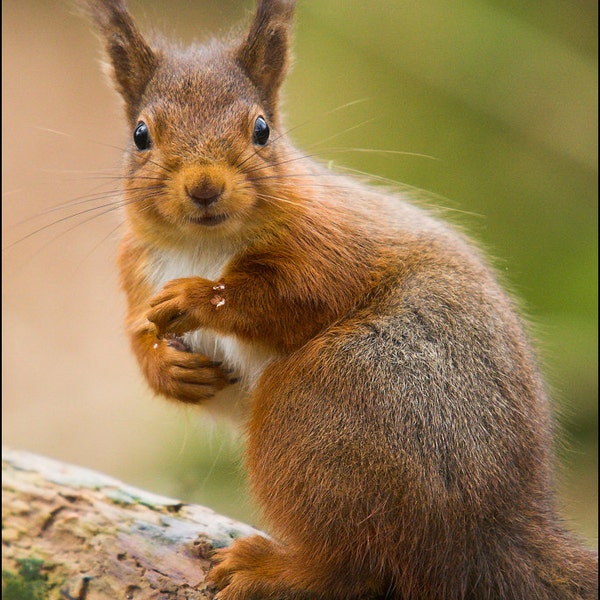 Red Squirrel - Fotografía de animales salvajes por Pro Photographer. Impresión detallada decorativa de vida silvestre de un lindo mamífero británico en el bosque.