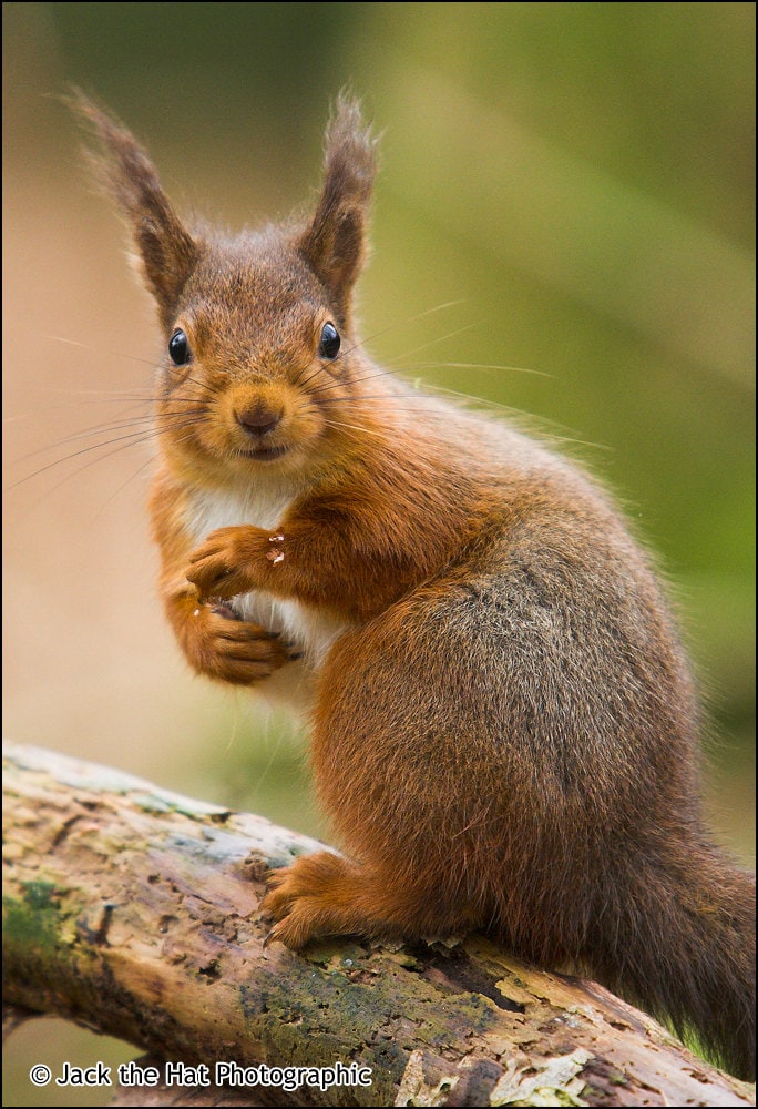 Red Squirrel Wild Animal Photograph by Pro Photographer. Decorative