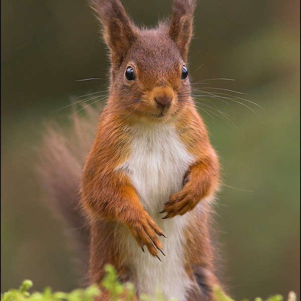 Red Squirrel - Wild Animal Photograph by Pro Photographer. Decorative detailed wildlife print of a cute British mammal in woodland.