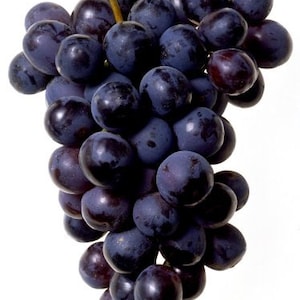 30 - 19&quot; JUMBO - Grape Ape - Hand Dipped Intense Incense Sticks - Choose Charcoal or Wood Punks - Made Fresh!