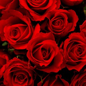 100 - Rose - 11&quot; Hand Dipped Intense Incense Sticks - Choose Wood or Charcoal Punks - Made to Order - IntenseIncense