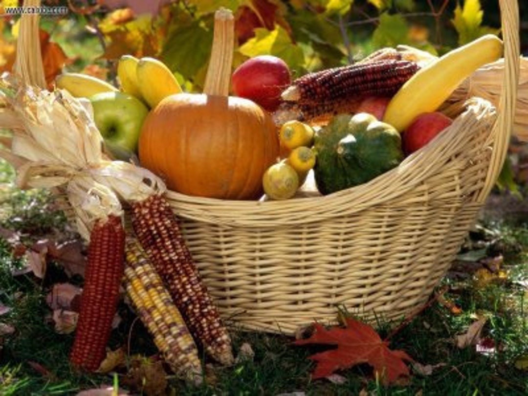 50 - Autumn Harvest - 11