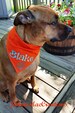 Tie on personalized Dog bandana with Paw Print - Custom Embroidered Dog accessory - Name and paw print - Dog Lover Gift 