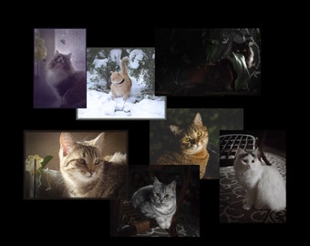 Digital file I support Ukraine pets and wild animals of Ukraine DOWNLOAD MEDIA FILE photo of Ukrainian cats Love Ukraine Animals want peace